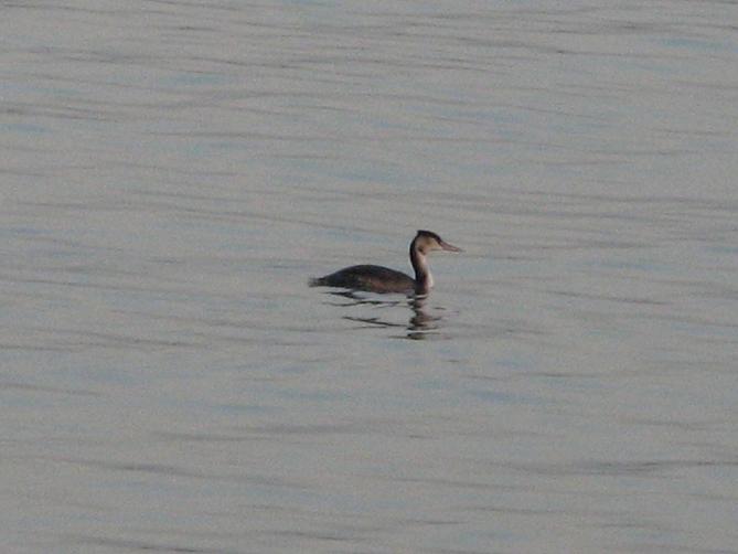 Birdwatching dell''Epifania